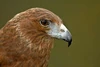 Accipitriformes