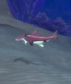 Spinescale Hammerhead