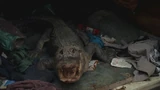 TommyGatorpic