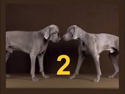 Dogs2
