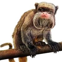 Huge item emperortamarin 01.png