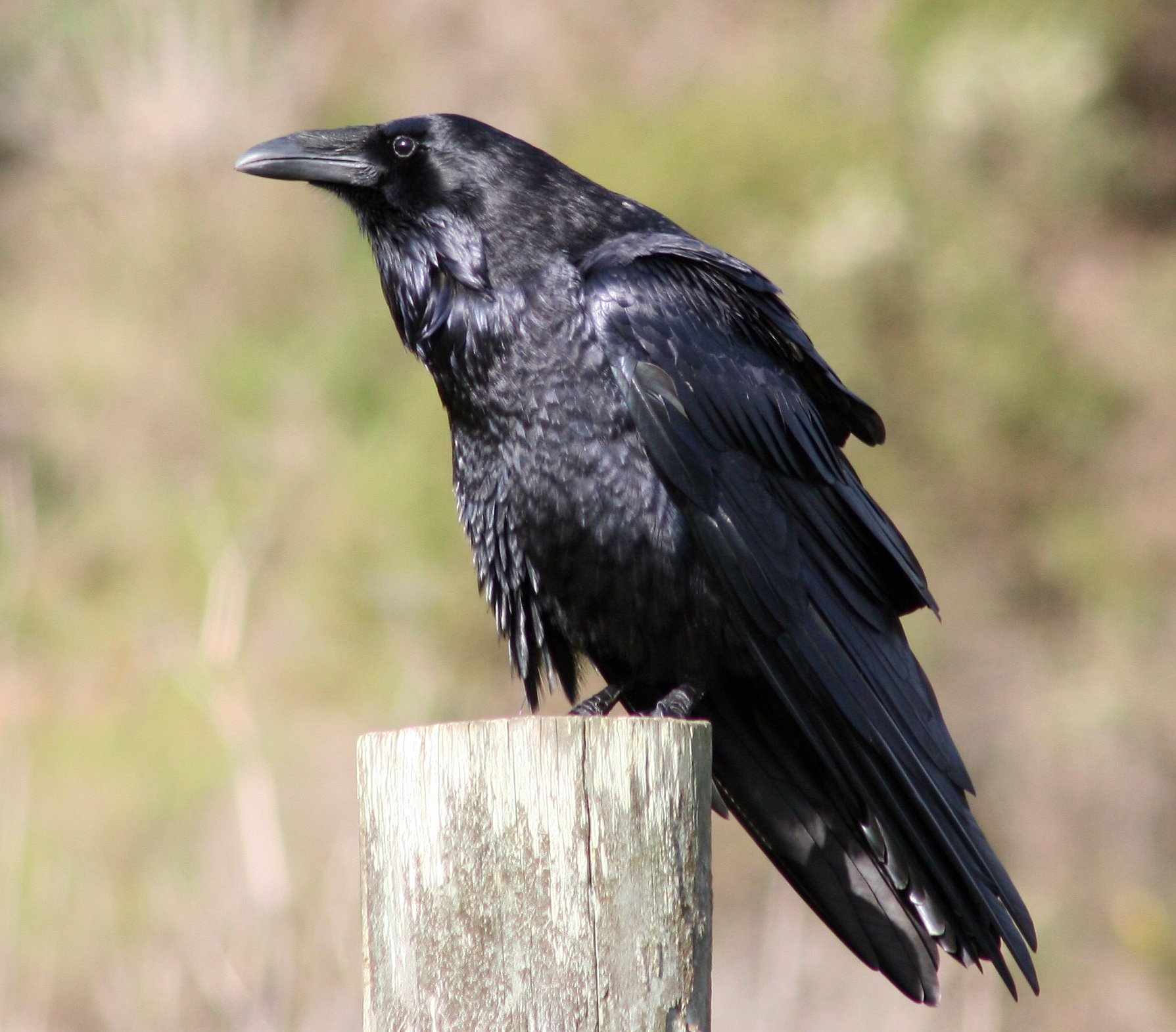 Common Raven All Birds Wiki