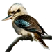 Item kookaburra 01.png