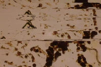 SlitScan-Microscope.jpg
