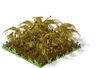 Barley Withered