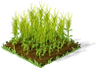 Barley Fruit