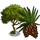 Umbrella Pine-icon