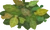Leaves 2