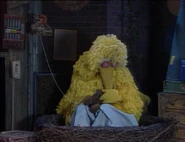 Big Bird Sleeping