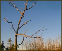 Swamp-tree-veins