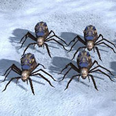 Spiderlings 3