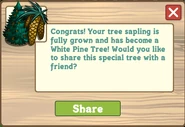 White pine tree