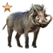 Warthog