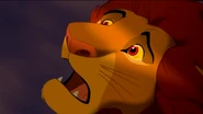Simba in awe