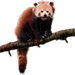 Item redpanda 01