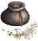Seeds