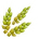 Grain of Barley