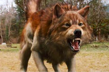 Jacob Black Werewolf form