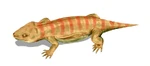 Procolophon pricei
