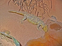 Hypsognathus real-sized