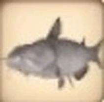 Tench