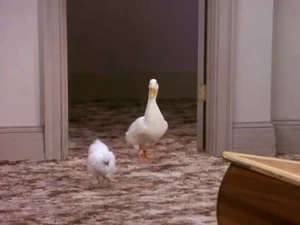 Chicknduck