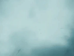 Aresto Momentum-Dumbledore