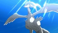 P14 Reshiram