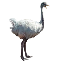 Huge item albino ostrich 01.png