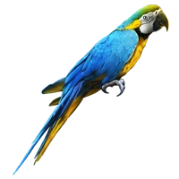 Huge item golden parrot 01.png