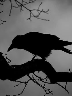Black Bird.jpg