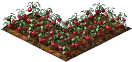 Red Peppers4.png