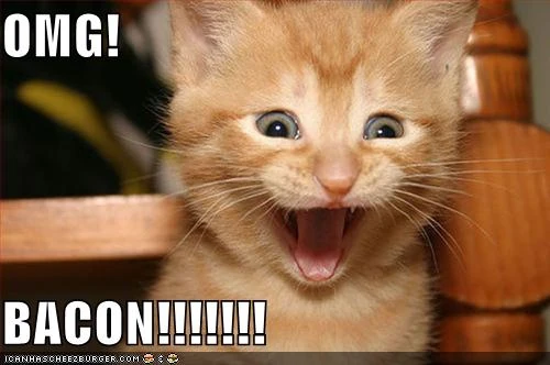 Omg - Funny Cats Pictures Omg - Funny Cats Pictures