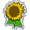Crop Sunflowers
