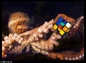 Octopus with rubik's