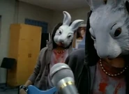 Bunnies
