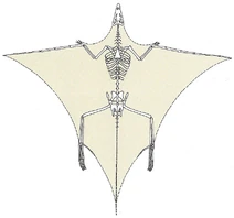 Tribelesodon