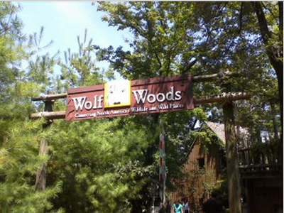 Wolf woods
