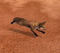 Image of Desert Fox