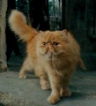 Crookshanks.png