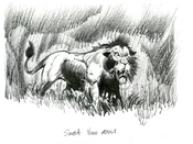 YoungAdultSimba