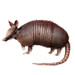 Armadillo