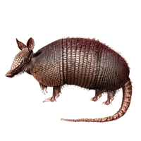 Huge item armadillo 01.png