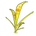 Nostril Algae