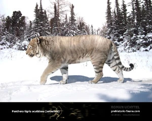 Panthera tigris acutidens.jpg