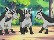 Katrina Mightyena