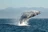 Jumping Humpback whale