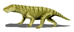 Inostrancevia sp