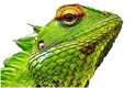 Link=Reptiles
