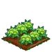 Green Cauliflower extra100